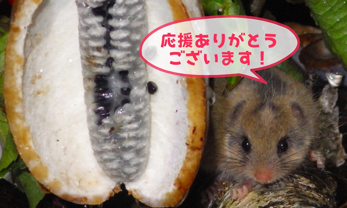 暖かい応援に感謝！🍇🦋【ヤマネの食べ物】スライドショー 