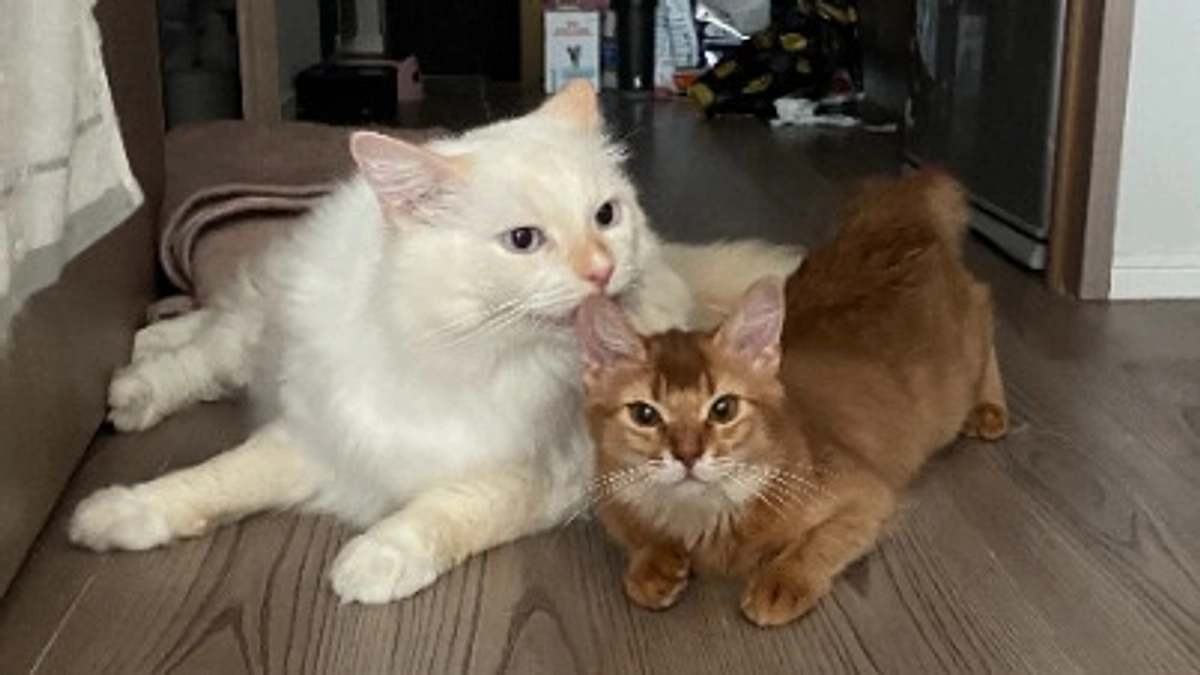 ★2023年11月4日：投薬46日目★