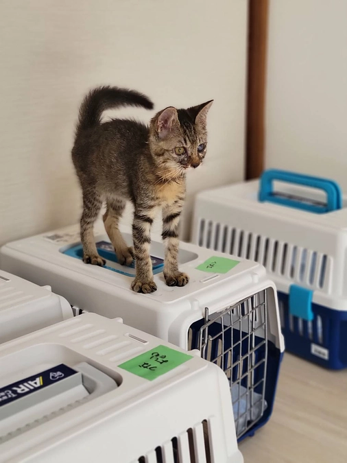 熊本っこ　片目の天使たち　幸せな未来へ