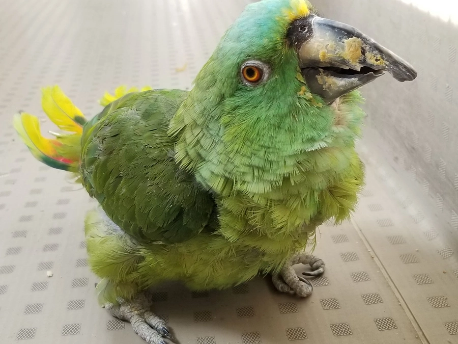 つなげる、つながる　命のバトン