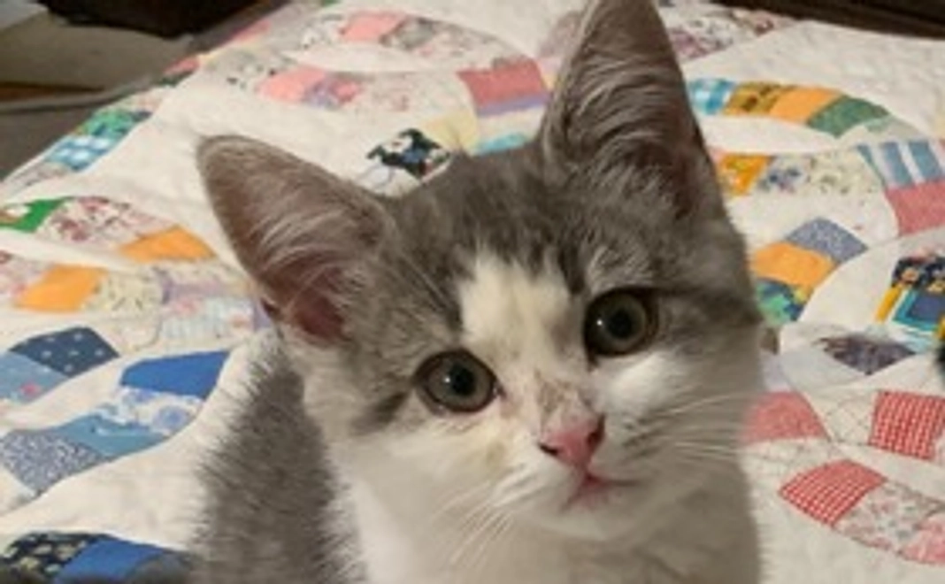 キイ全額応援1000コース