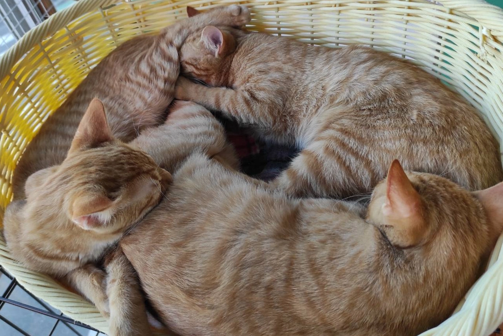 シナモンロールのような新入り子猫　ラストスパート