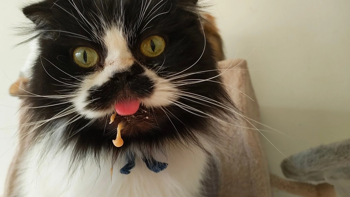 フェイス動物病院に協力者現る‼️