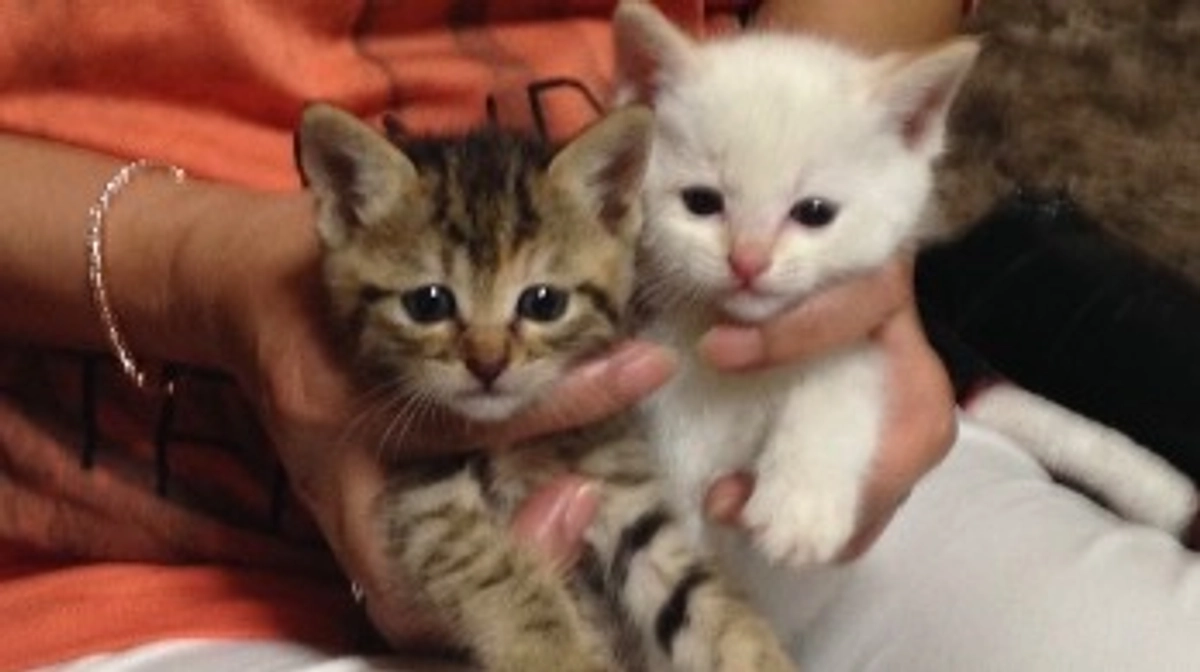 チロくんとトトさん