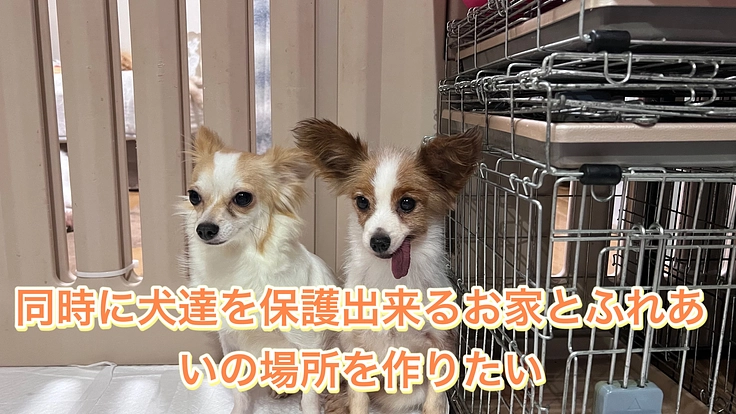 保護猫カフェを広々に、保護犬も暮せるふれあいの場所を作りたい 3枚目