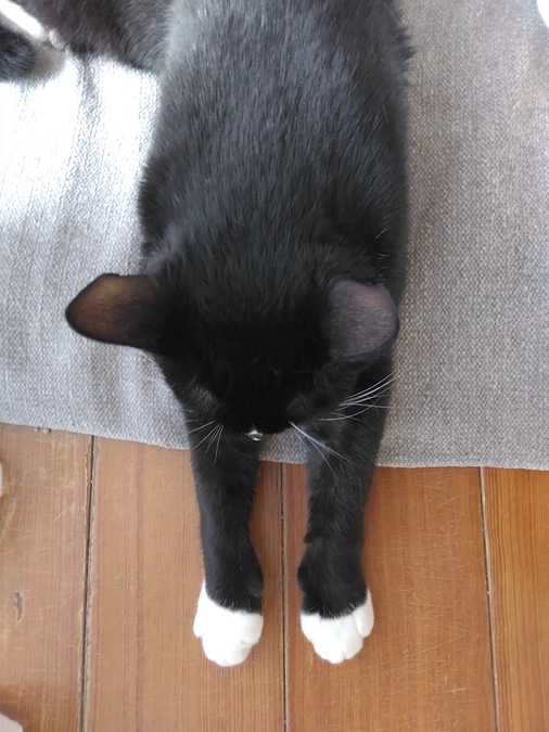 6/5はなちゃんの様子(発作あり)