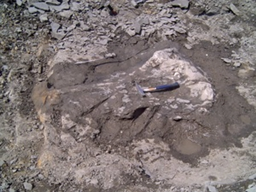 しんちゃんクジラ３