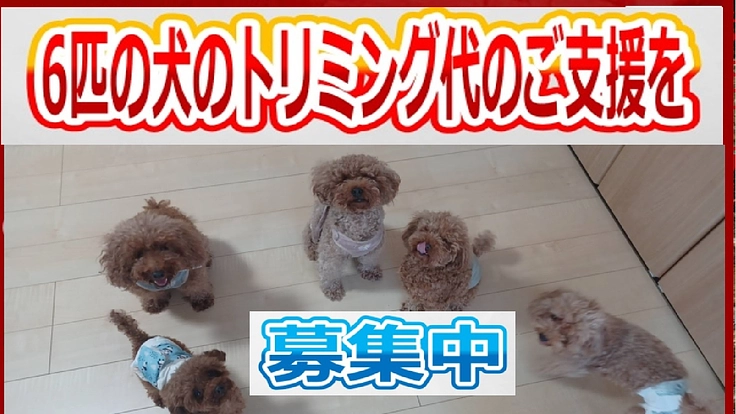 トイプードル「セラピードッグ」６匹のトリミング代のご支援を！
