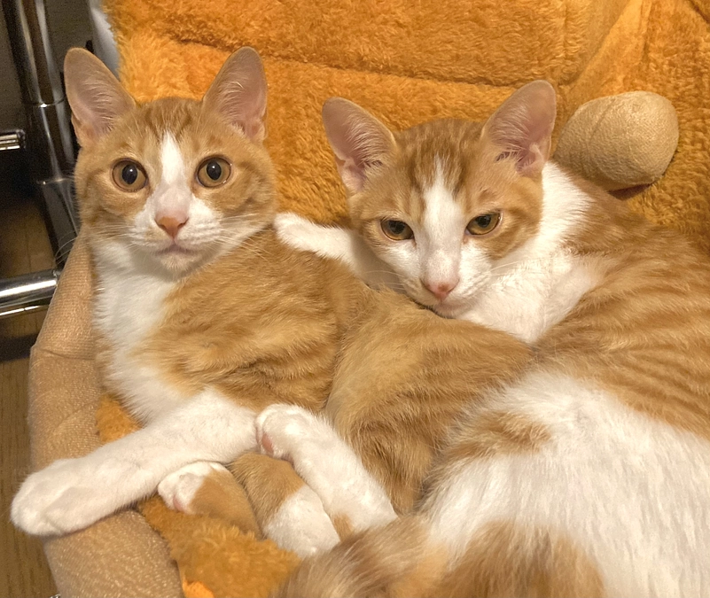 わかもれの定期通院でした！