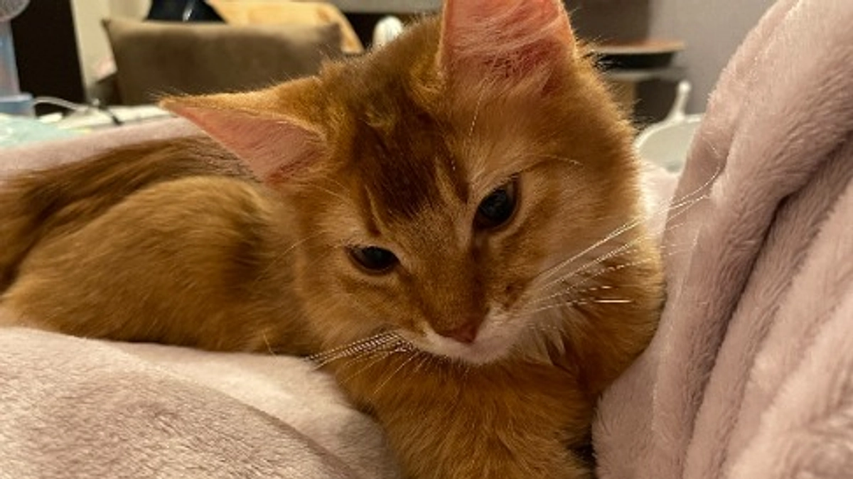 ★2023年10月31日：投薬42日目★　折返しです！