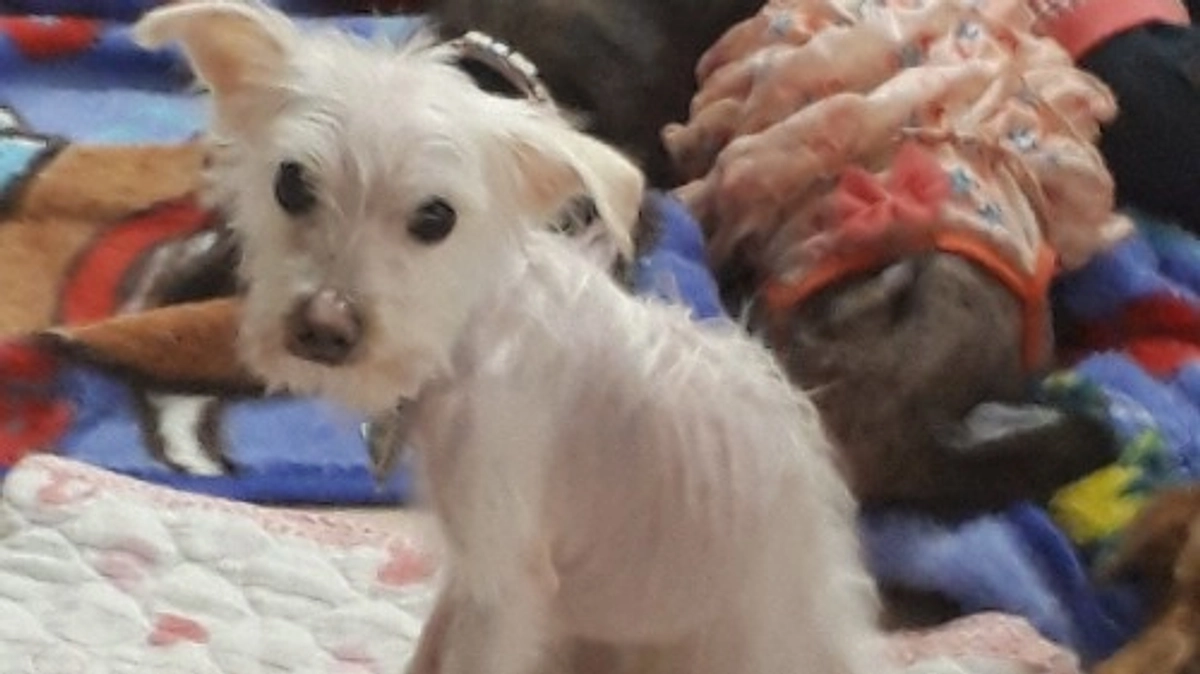 【マッチング譲渡】“生きてるのが奇跡”だった保護犬が、自分で幸せをつかむまで