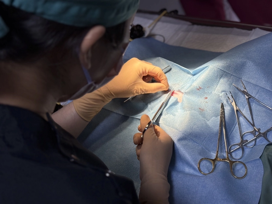 野良猫だからこそ飼い猫と同じ様に安全な手術を