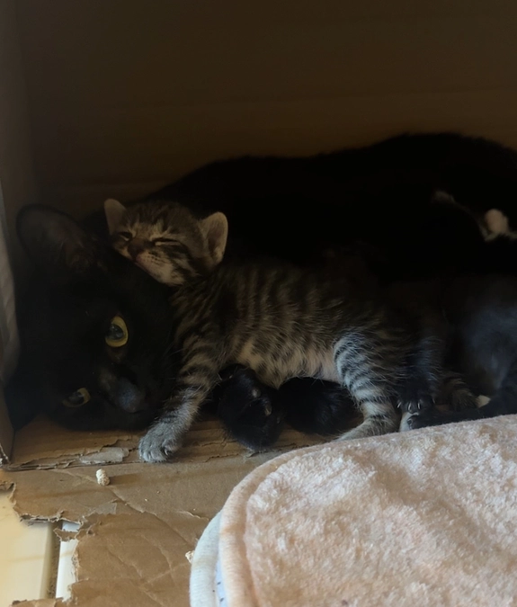 母猫のウンチを持って病院にいってきました