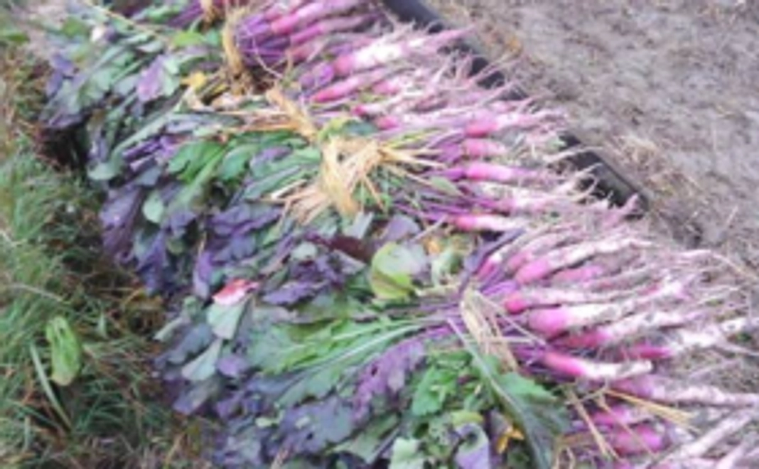 『日野菜』コース