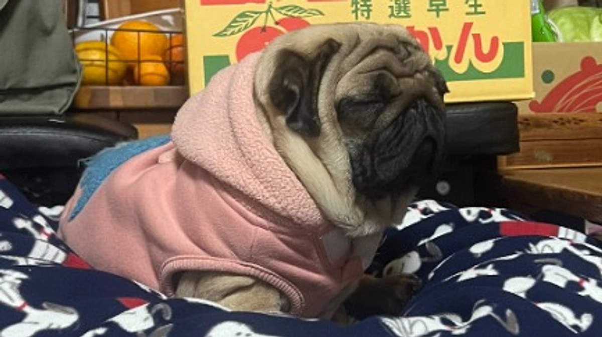 こたつ大好きあんこ