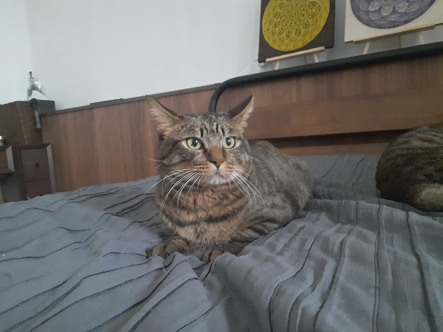 治療中の【凪君】についてのご報告