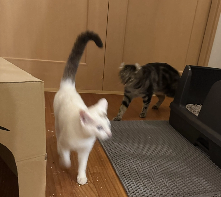 シンバとアッシュの触れ合い