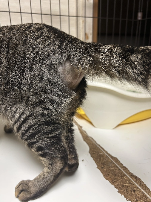 入退院のボンドくんの現状。。。