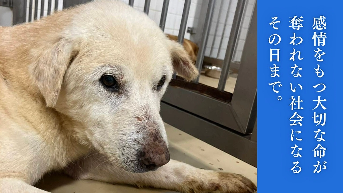 あと少しで30%！！今お願いを伝えるべきは、すでにご支援くださった方ではないのですが。