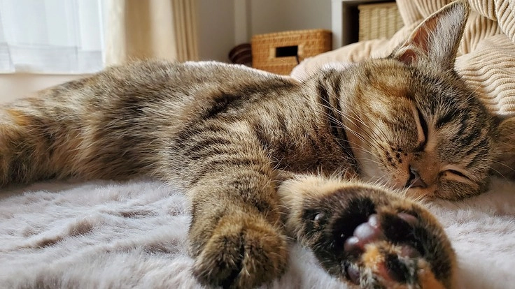 FIP(猫伝染性腹膜炎)の治療にご支援お願いいたします