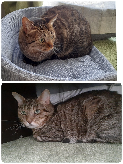 【まるちゃん】【あおちゃん】譲渡半年後の家庭訪問のご報告