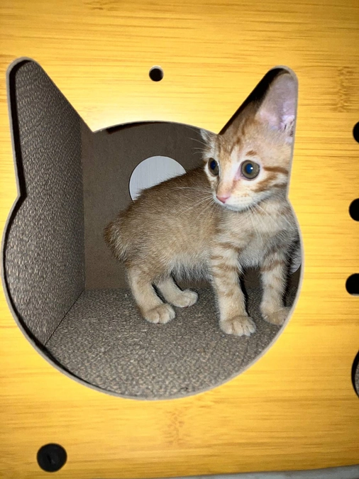 7月23日猫たちのために全額使わせていただきました。