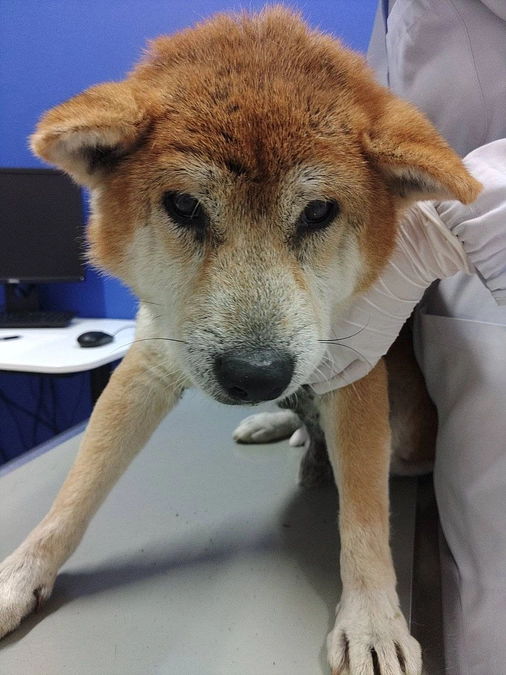 昨日は弾丸千葉レスキュー🙏