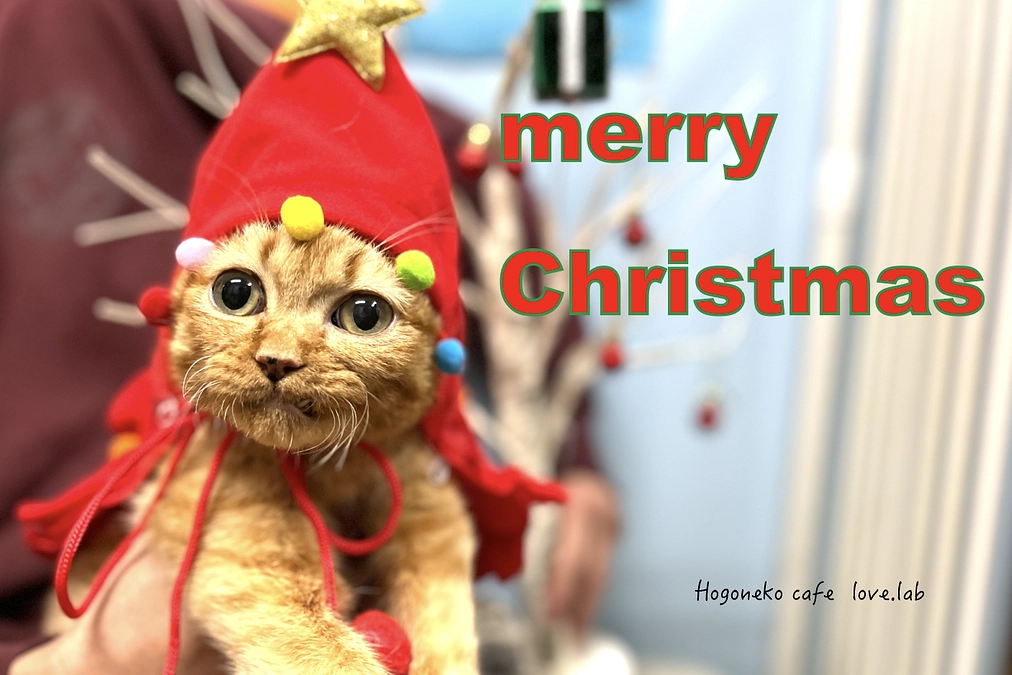 メリークリスマス🎄