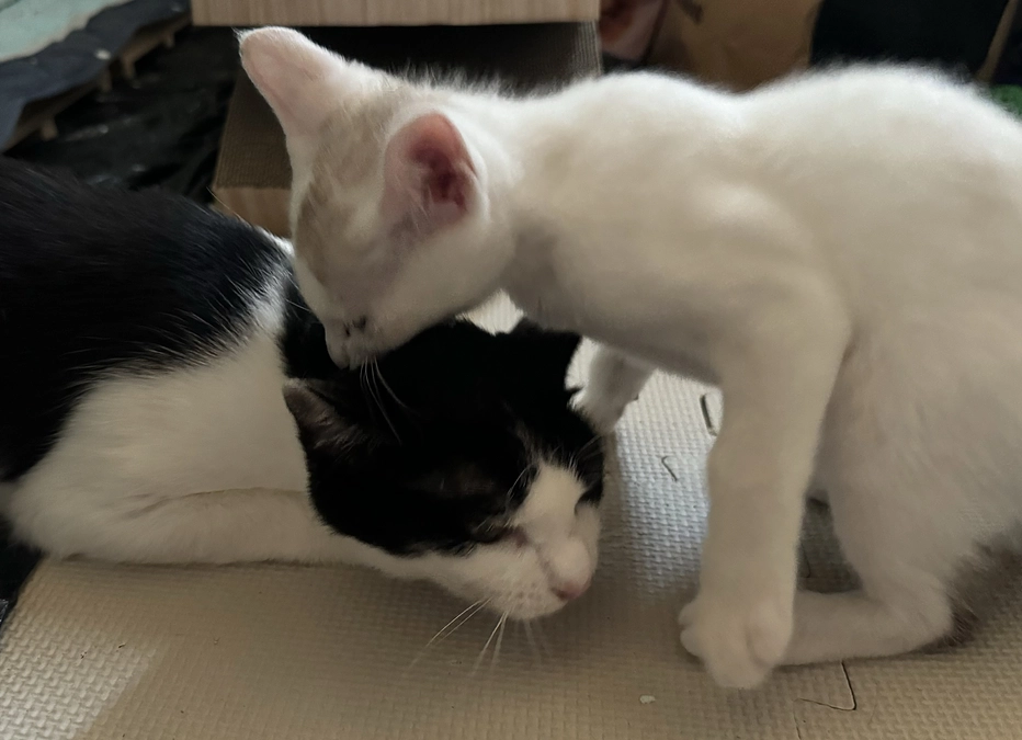 シンバの亡き兄弟達とお盆