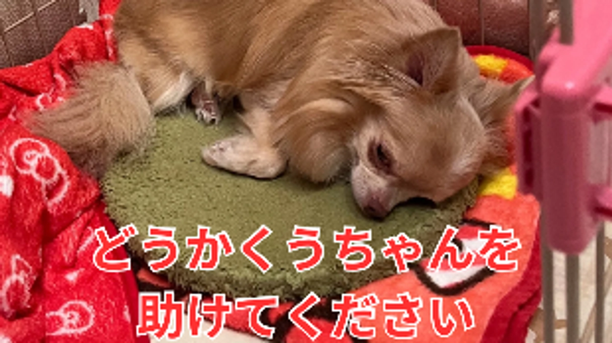 もう一度元気にしたい…