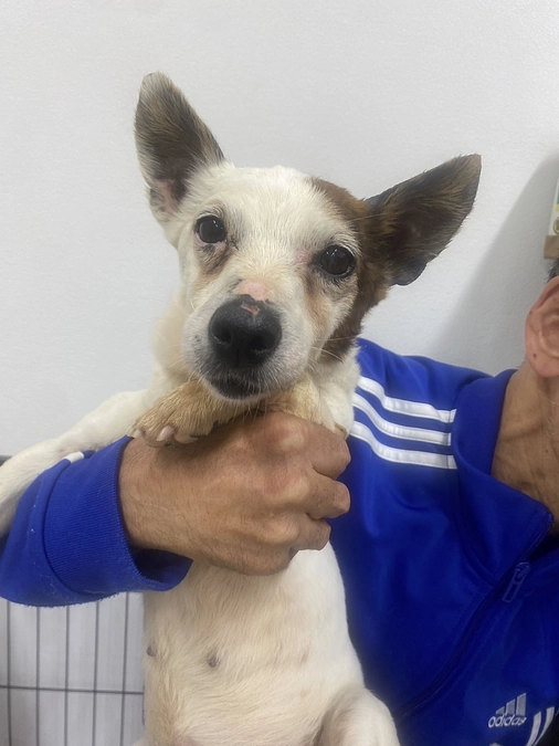 新入りガーディアンっ子