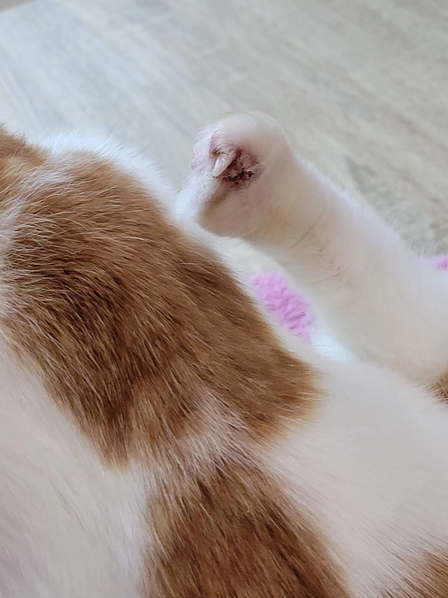 可哀想ではなく    可愛い　ハンディキャップではなく　個性