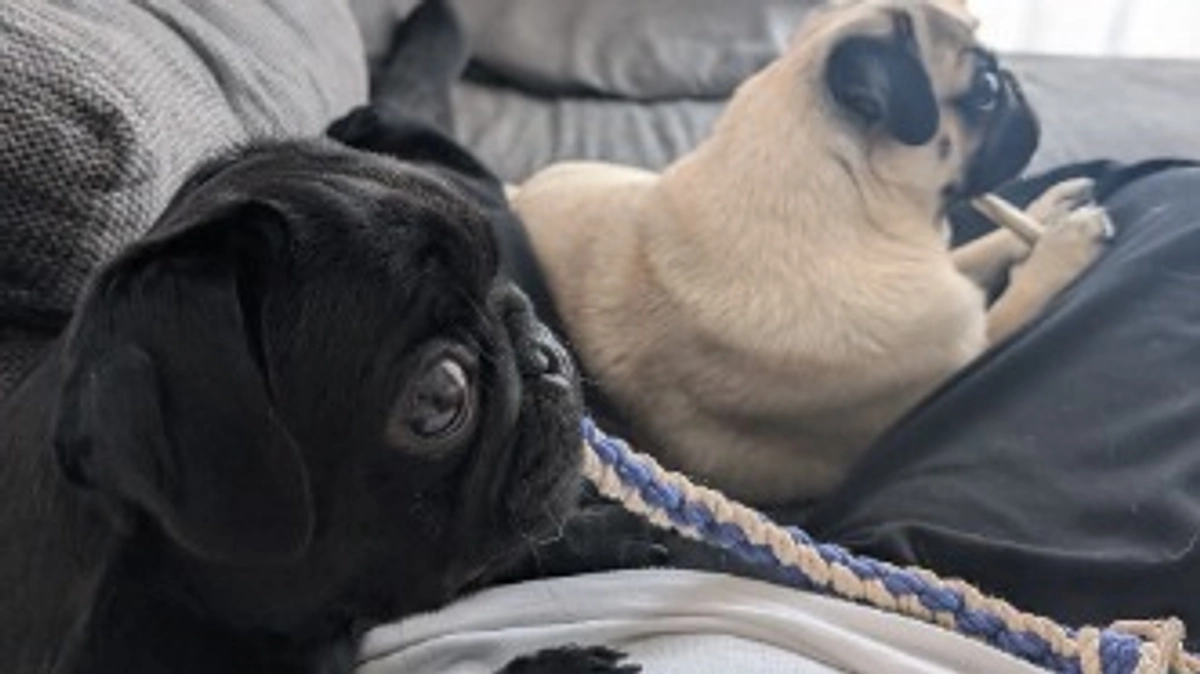 21:30からインスタライブします🐶