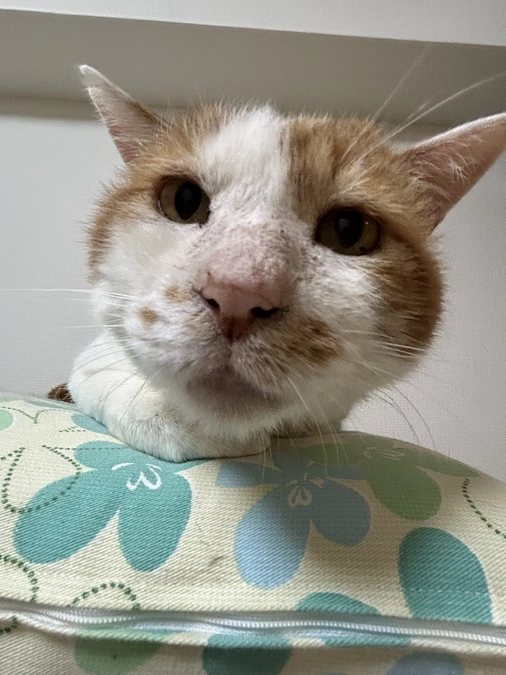 高齢猫の引き取り相談の状況