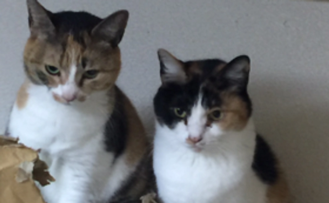 お礼のメール、くみんの画像