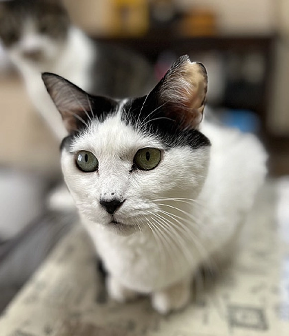 在籍猫紹介【ノンちゃん＆宅くん】