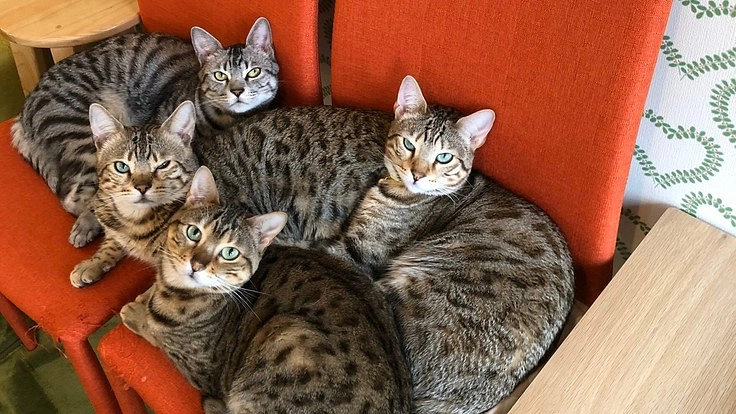 新型コロナで猫ちゃん達があぶない。熊本の猫カフェにご支援を！