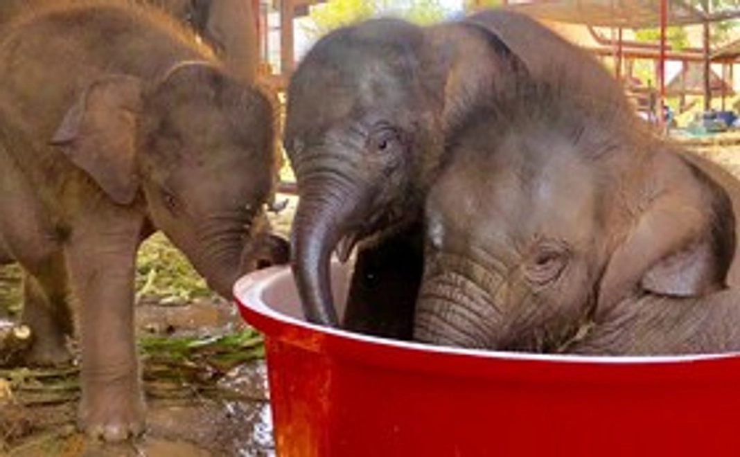 感謝のメールとボクが現地で撮影した選りすぐりの赤ちゃんゾウの写真を送付致します！