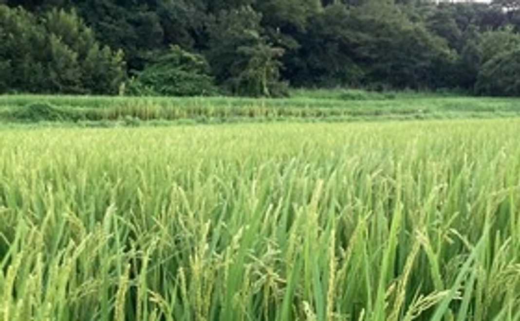 2022年産新米「コシヒカリ」精米3.9kg