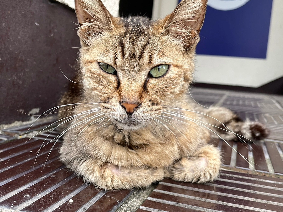 【再挑戦のお知らせ】たくさんのご支援ありがとうございました