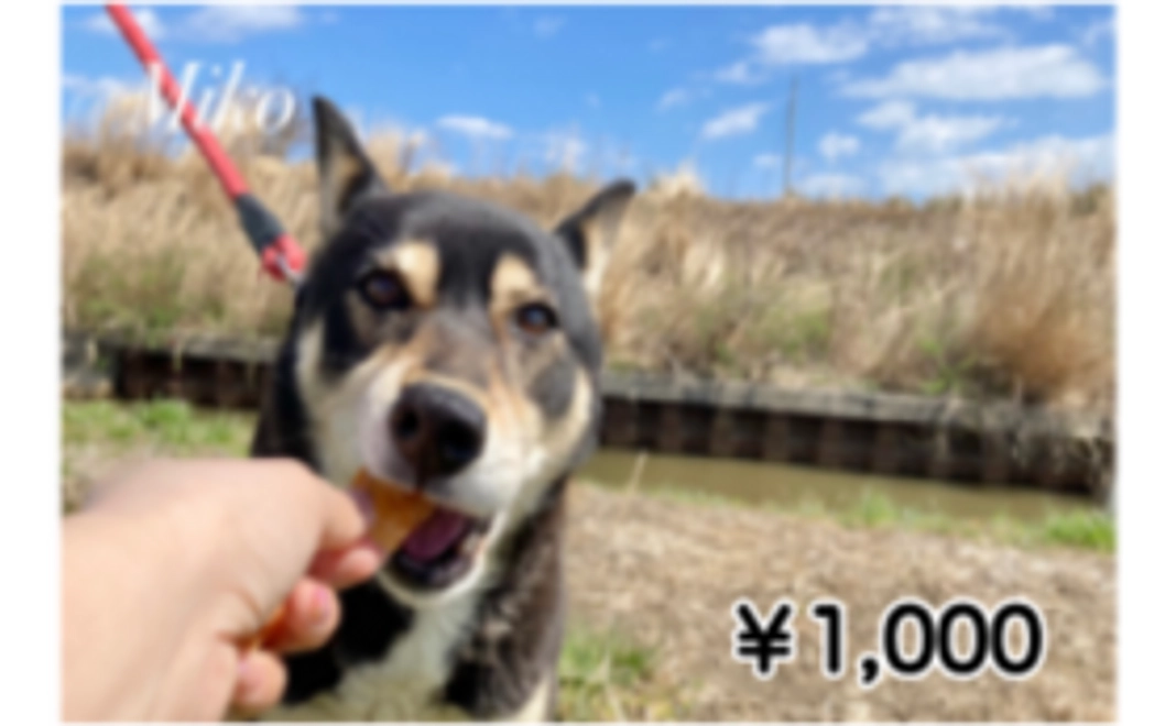 毎月応援1,000円コース