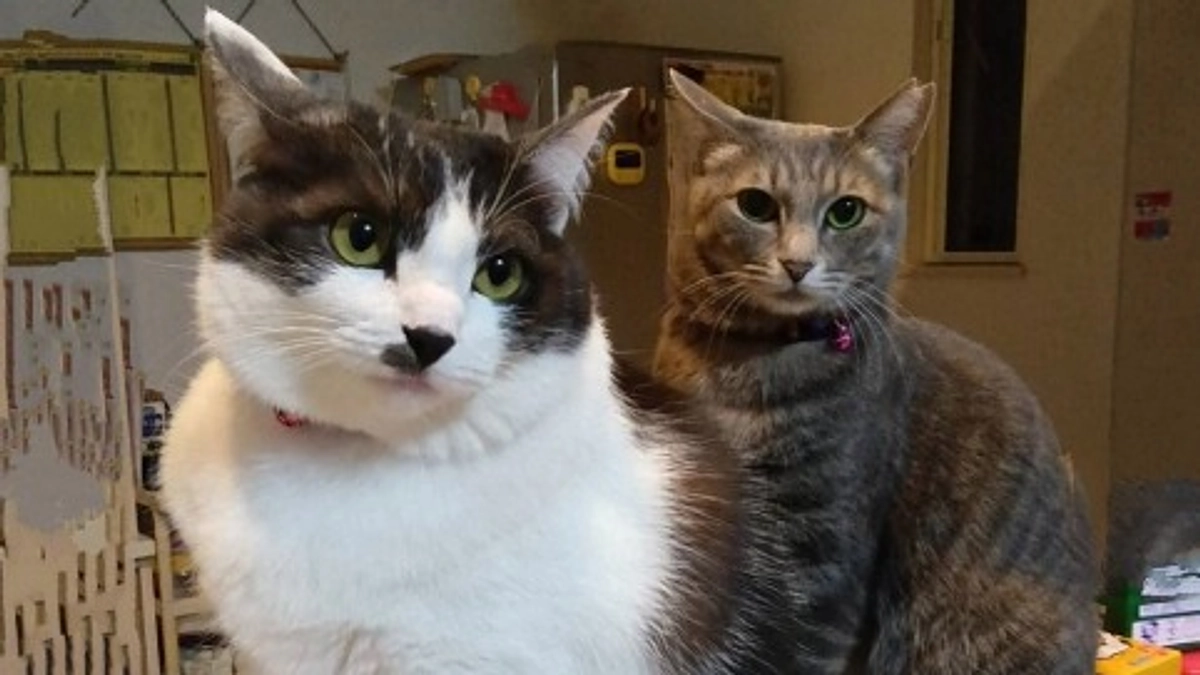 元野良猫からのメッセージ