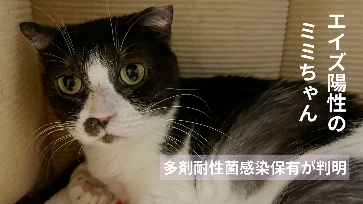 エイズ陽性「みみちゃん」