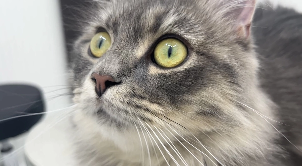 投薬77日目　ご支援ありがとうございました