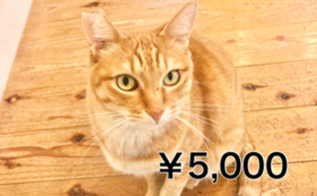 力を合わせて大きな力に応援コース