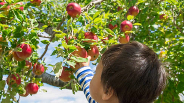 りんごの町・弘前から、作り手を感じる『美味しい』を伝えたい!