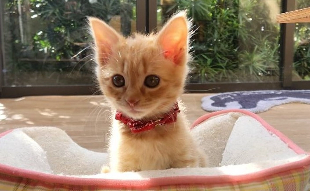 とらねこ(1625)コース