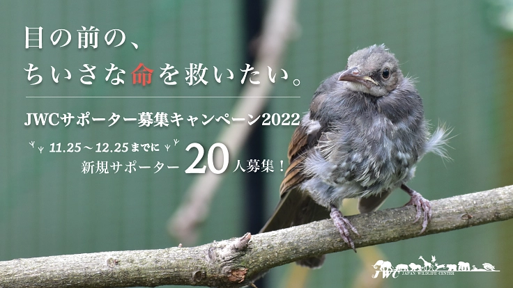 JWCサポーター20人大募集!多くの野生動物を救いたい