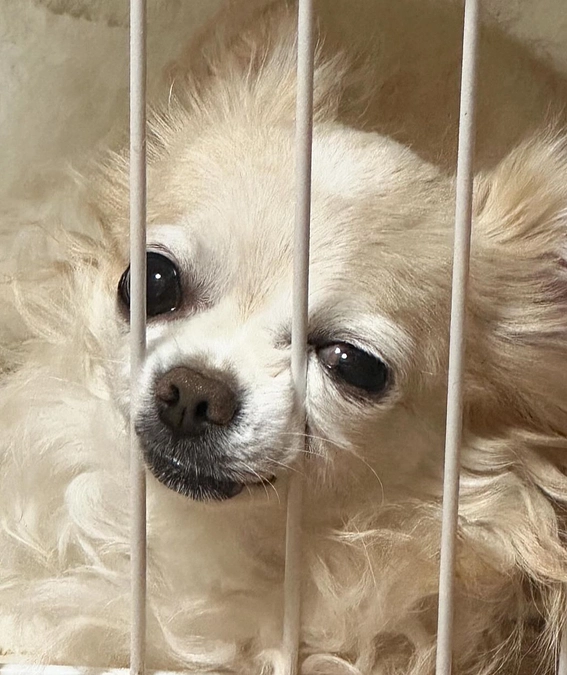 お外に出たいボクです。。