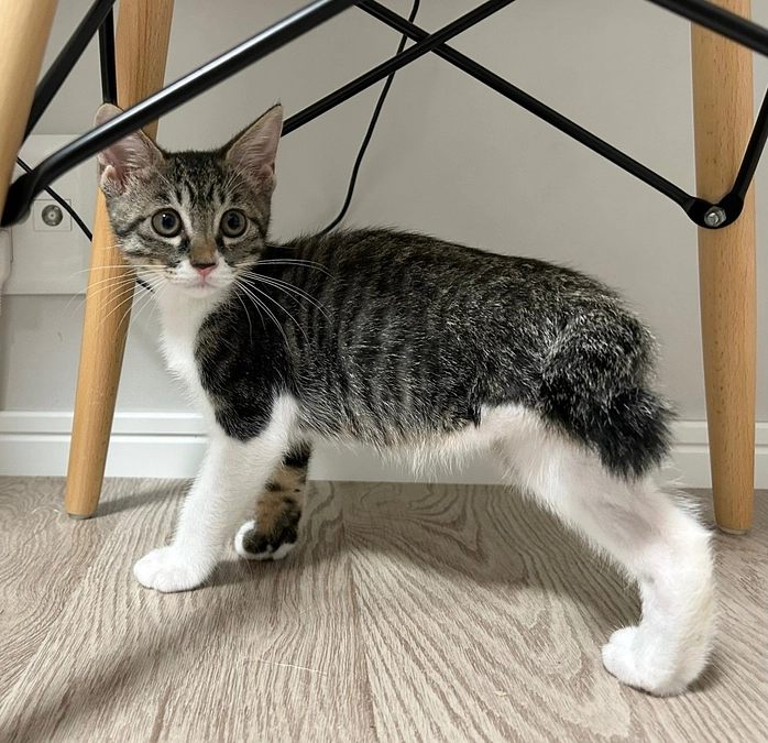 子猫だらけの譲渡会　第二回目！